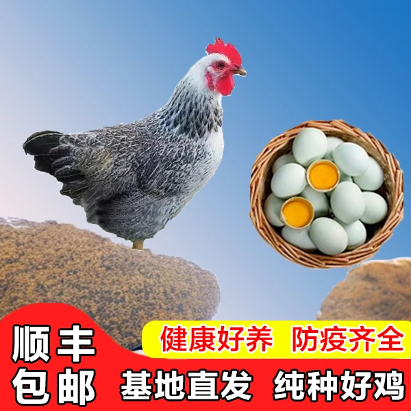 【10只】纯种白芦花鸡，绿壳蛋鸡，林间散养半斤左右，宠物鸡，顺丰包邮