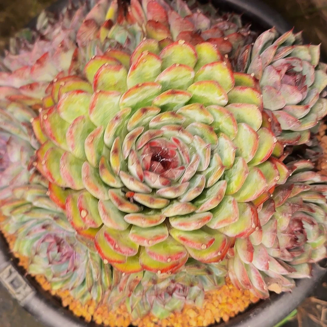 星***月呃呃呃哦哦哦哦哦哦啦啦啦啦啦