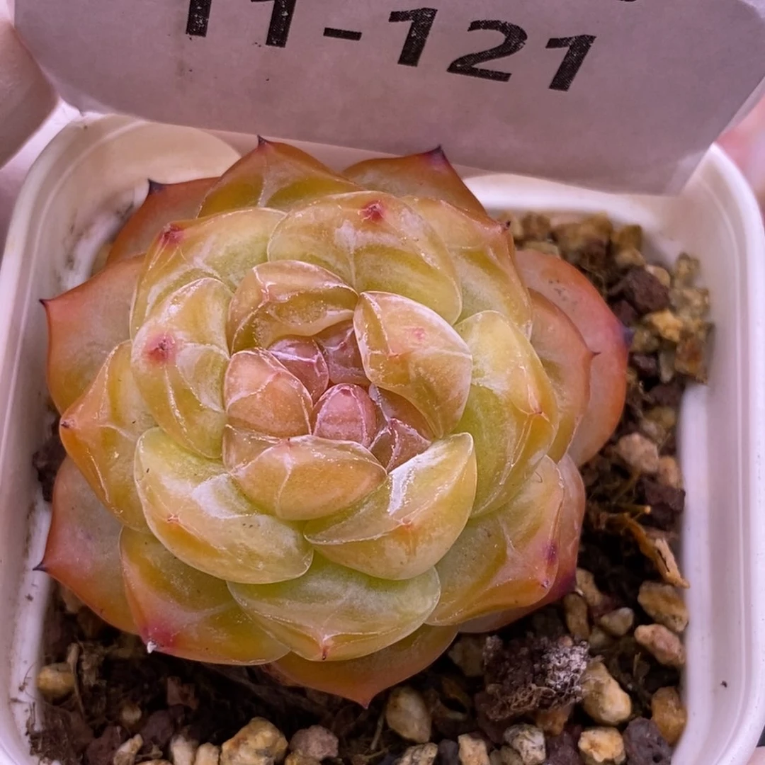 【闪购商品】11-121