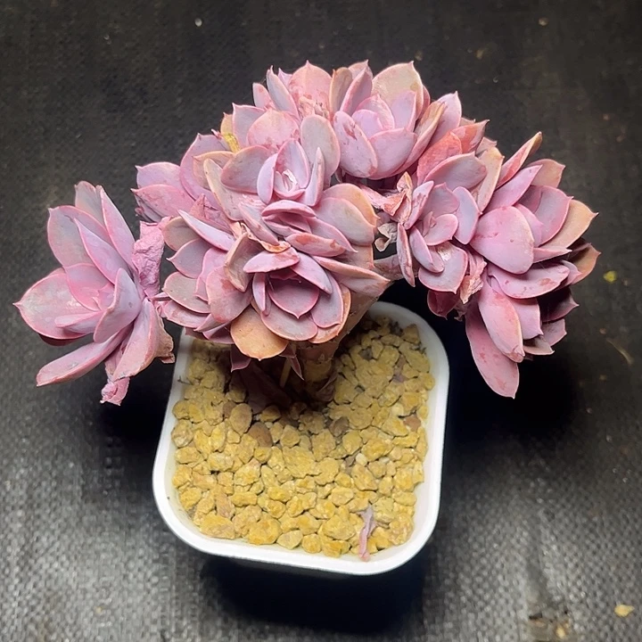 冷***底多肉植物紫丁香朵朵