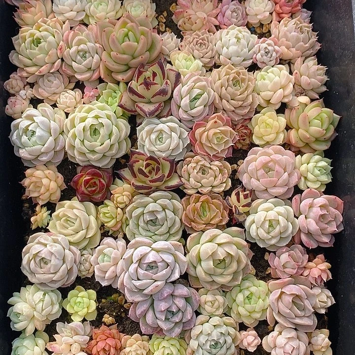 255 多肉植物盆栽花卉植物