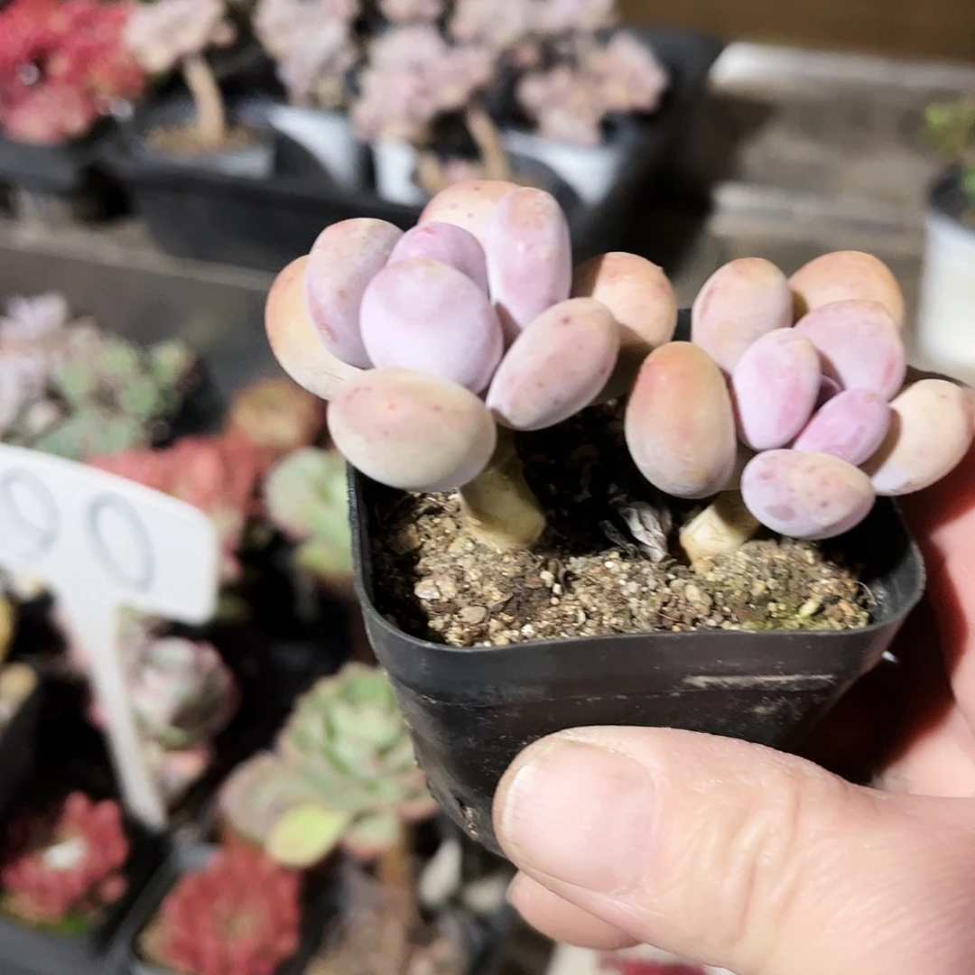 请***！119多肉植物提取天然草本配方