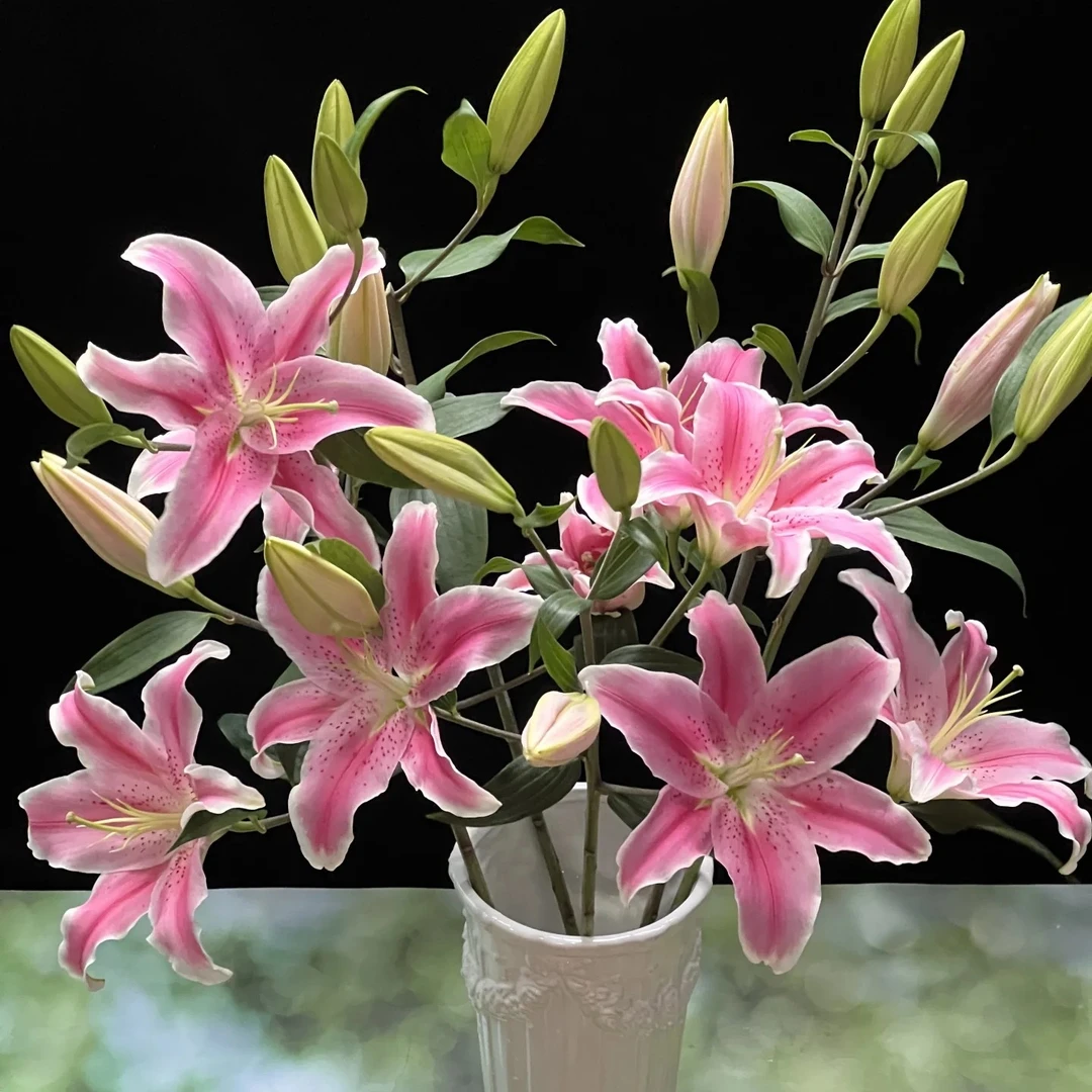 【香羿鲜花】索邦百合3支/全场任意满两单及以上包邮