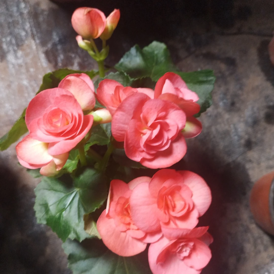 丽格海棠一盆包邮到家