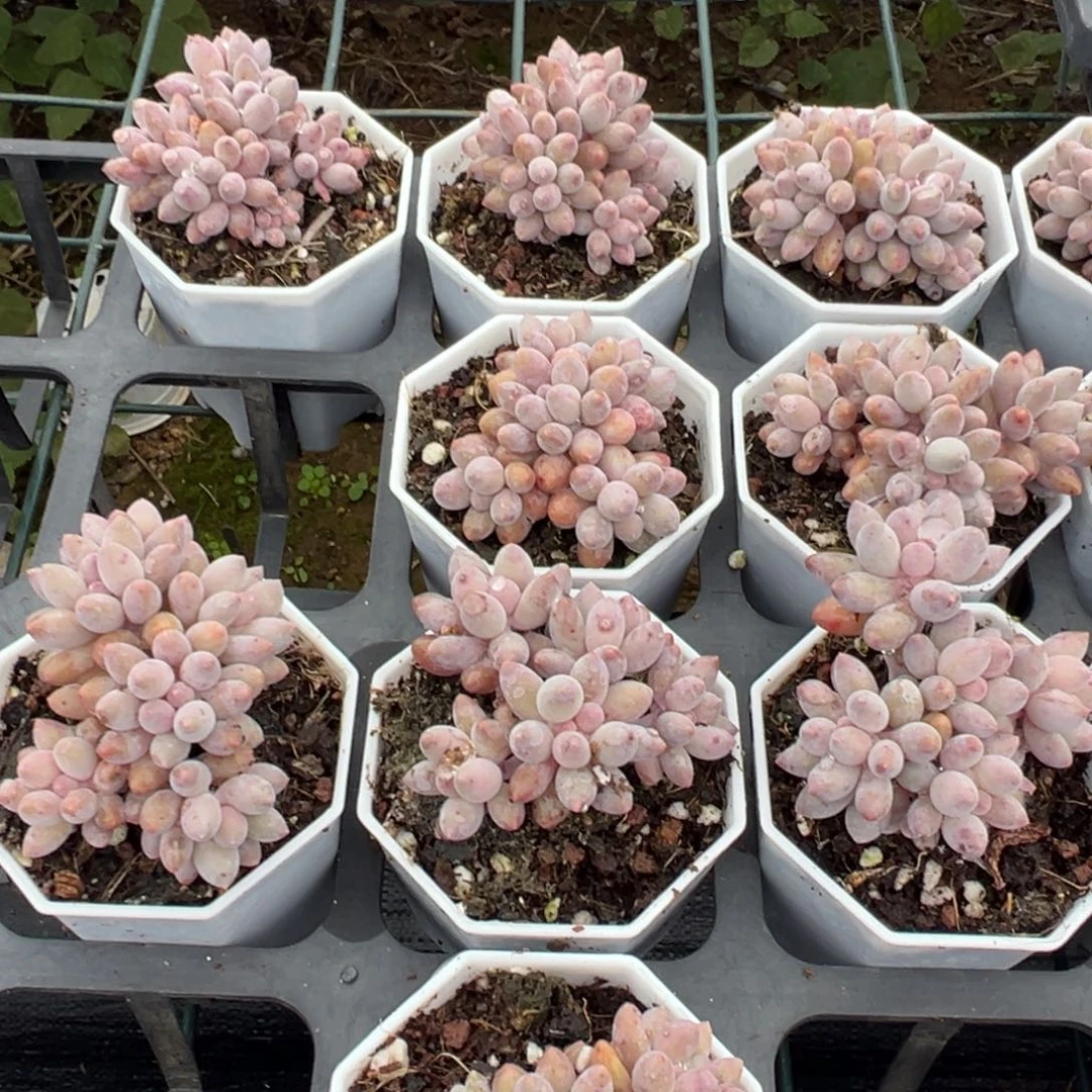 婴儿手指5头群一颗量拍多肉满18元包邮下午发货