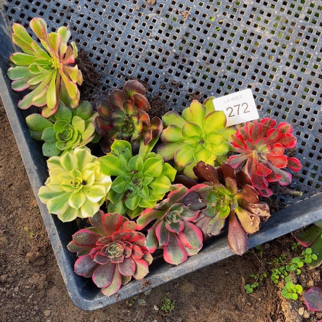 272法师锦多肉组合10颗5公分