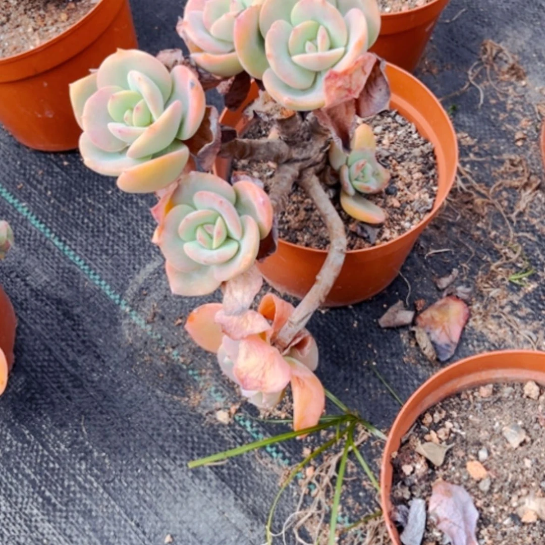 【闪购商品】指***莫白凤