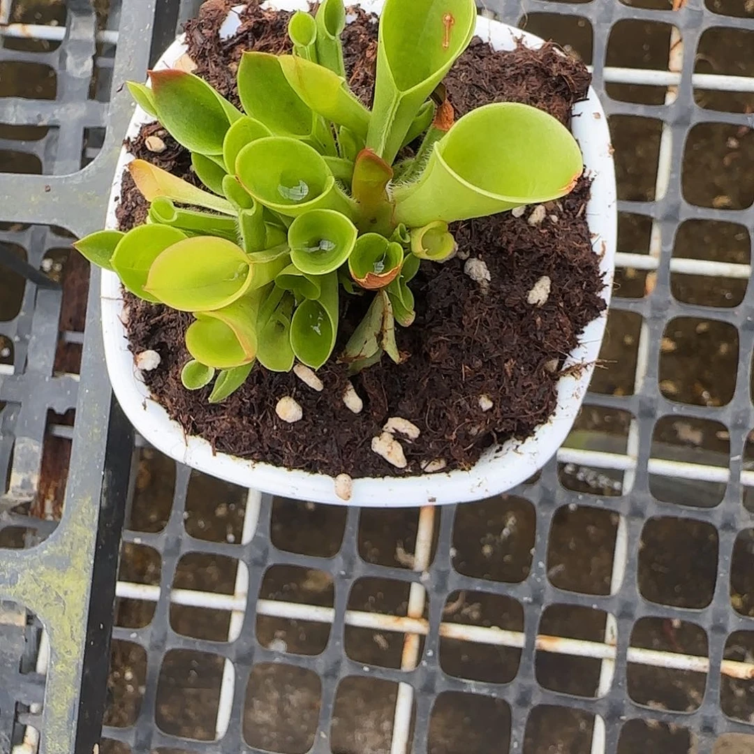 天***蛙全部花朵小太阳瓶子