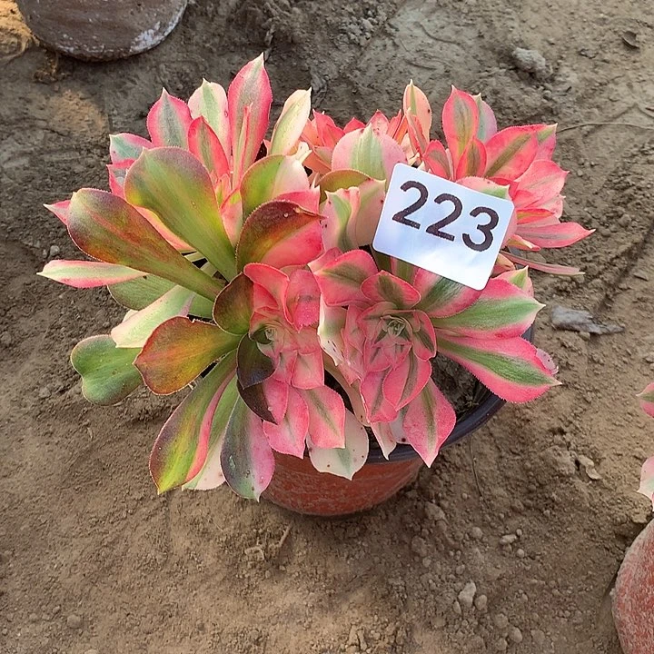 无花朵223女巫花脸北