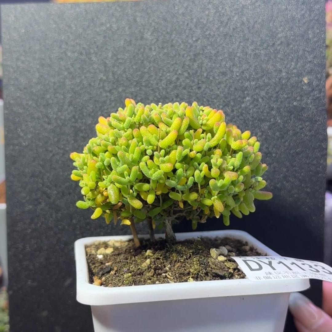 dy1133精控蜜橘直杆蘑菇头冠幅7.5cm