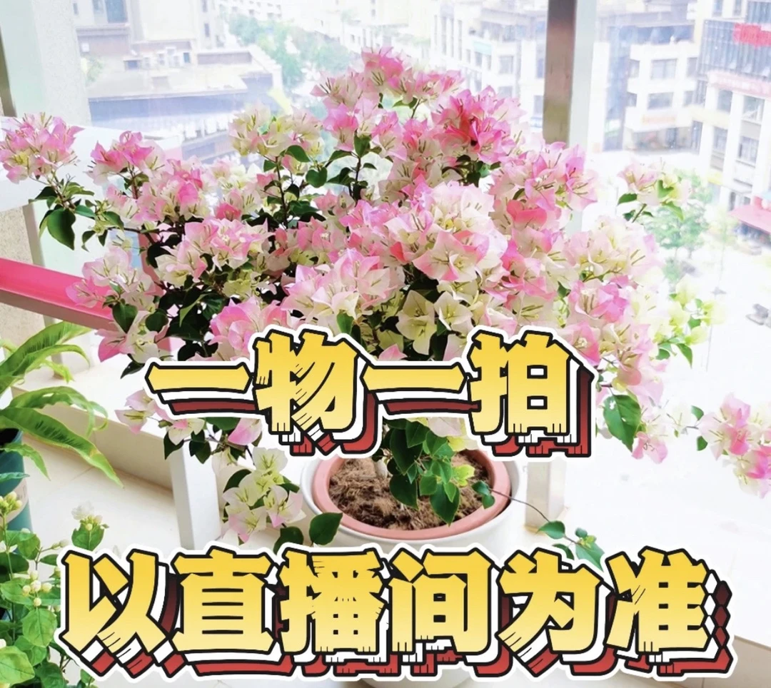 各种盆景一物一拍