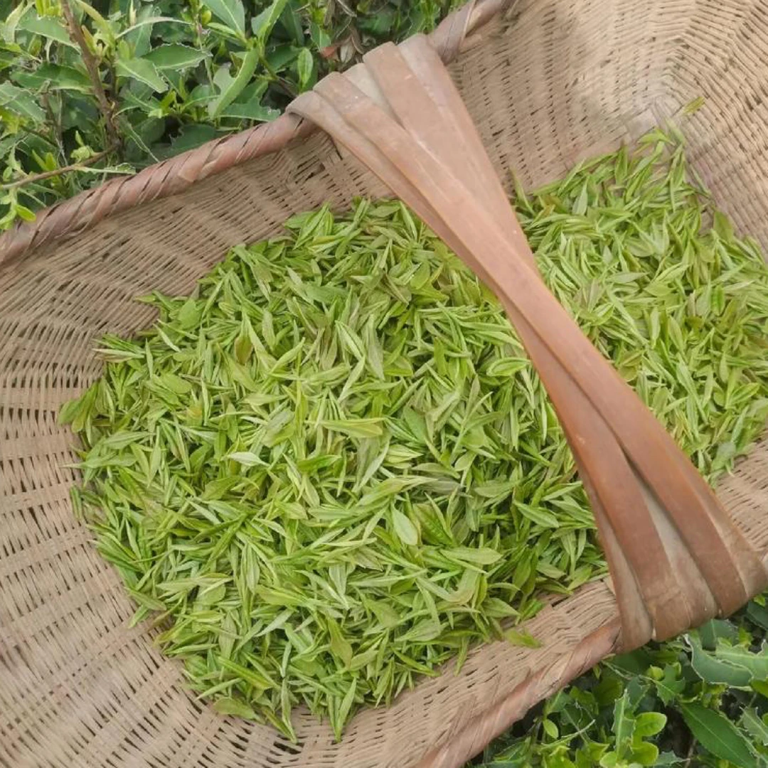 【2025新茶】豫山沟•浉河港老品种汉茶雨前中芽花香味