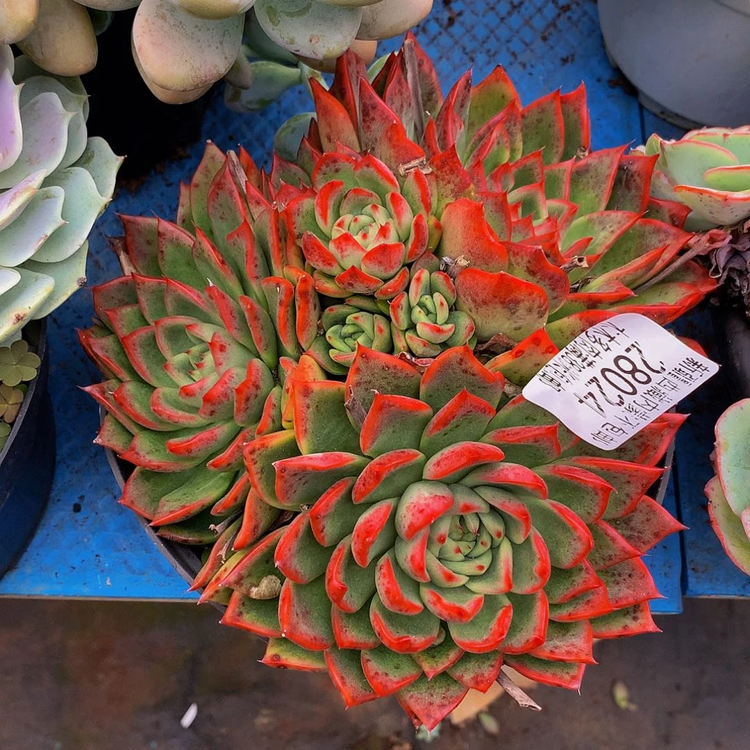 用***6   瑞安娜多肉28024