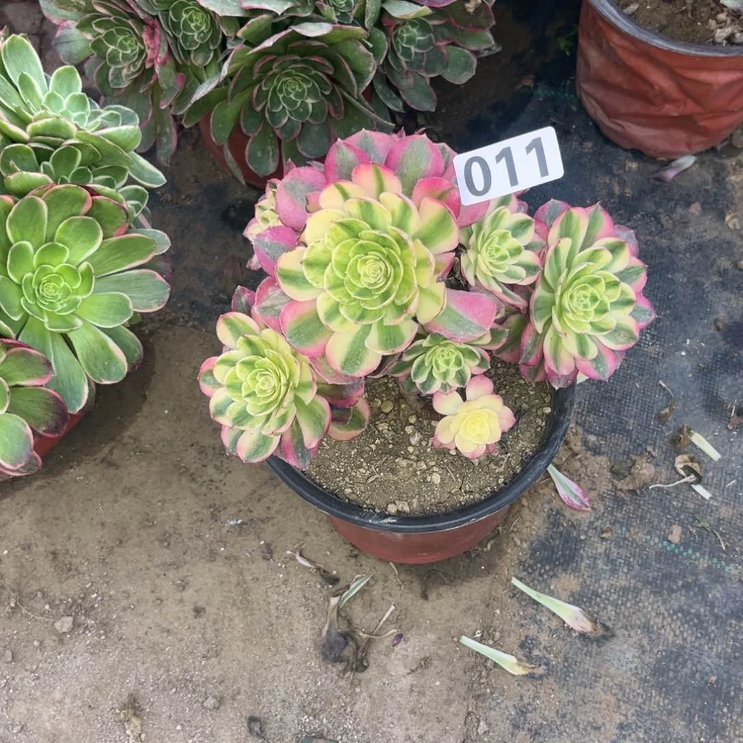 011荔枝法师多肉植物