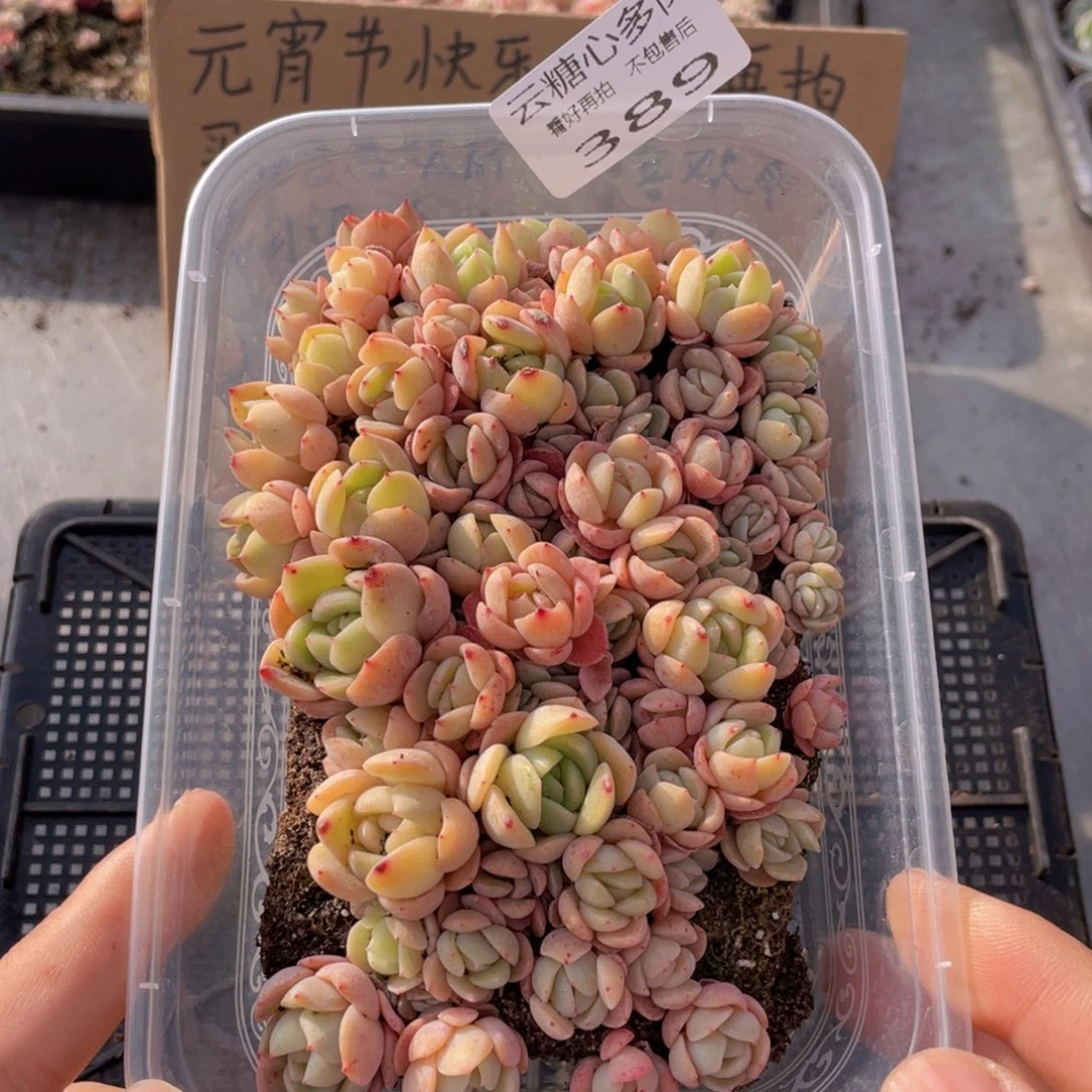 云糖心多肉植物389