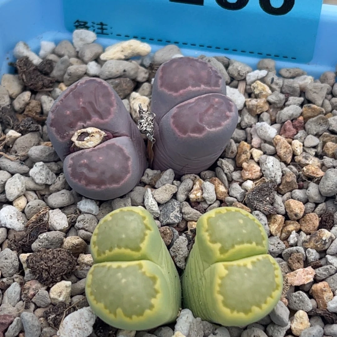 9288双头寿丽两颗