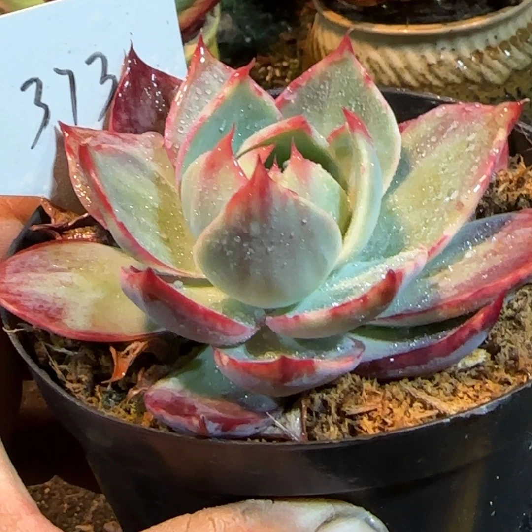 立叶拉丝惊鸿一物一拍包装收缩花旱373