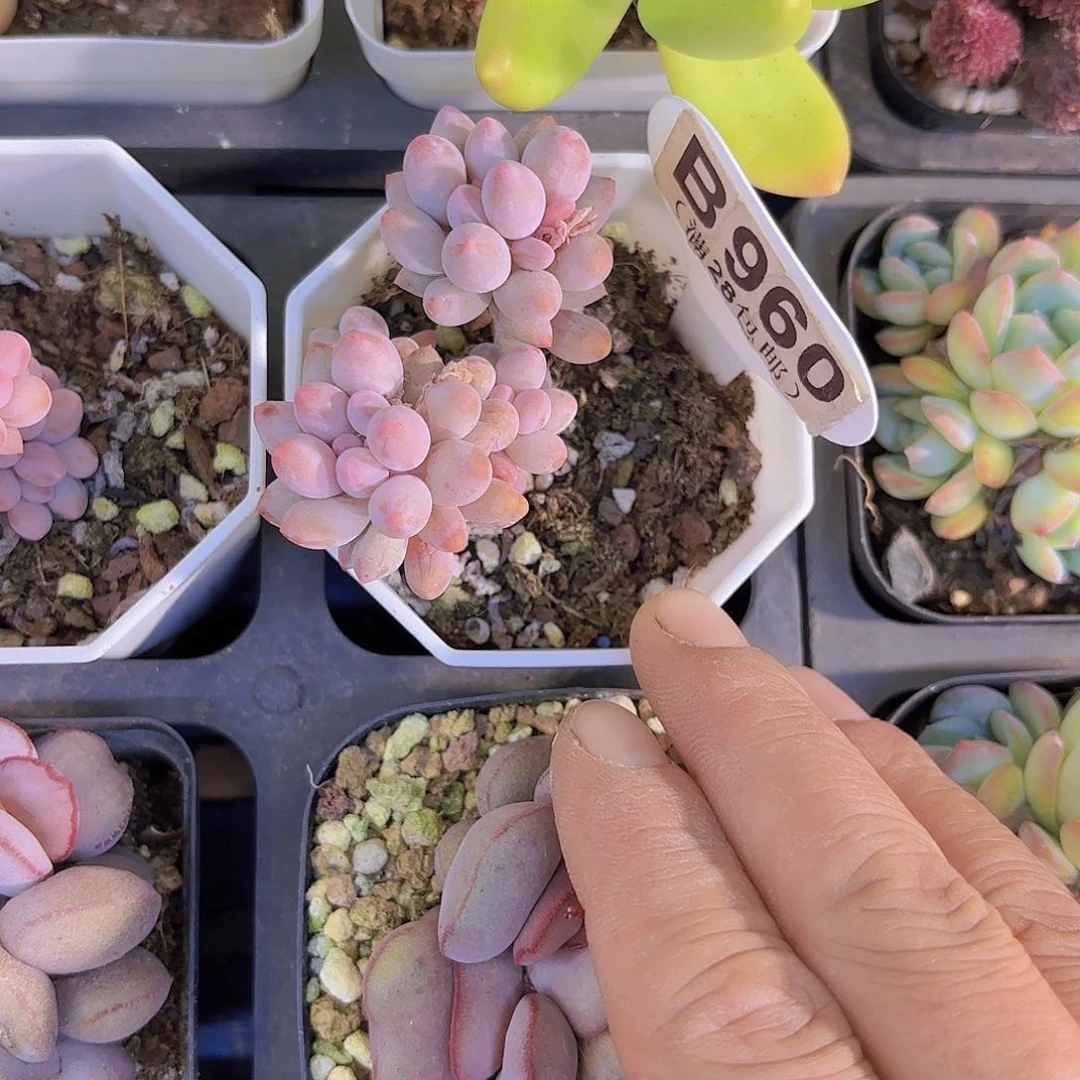 B960婴儿手指一物语拍