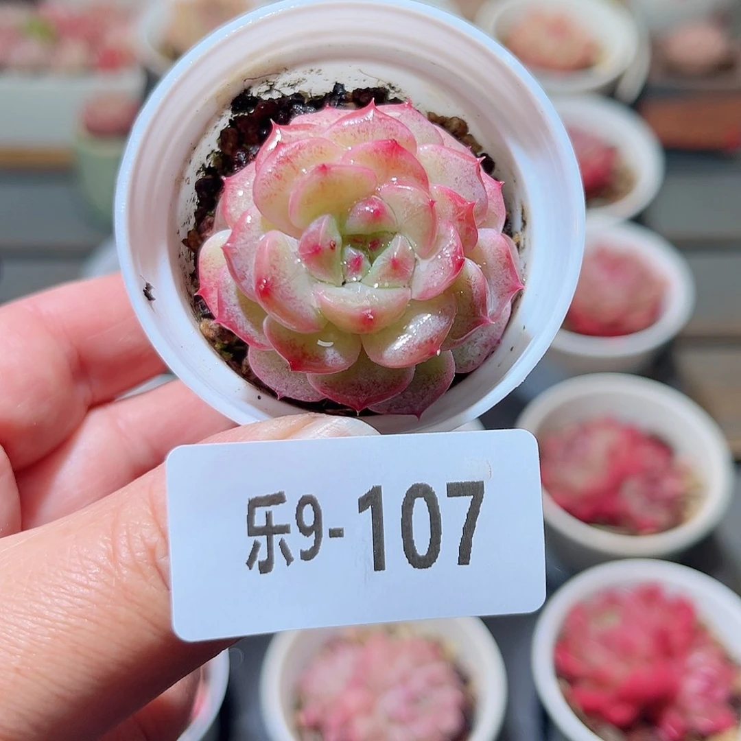 乐9-107 柔情单头