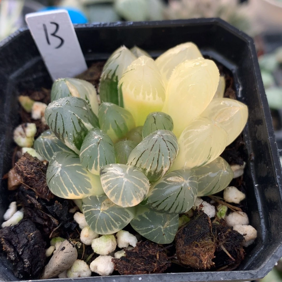 霓虹灯玉露锦，带盆一起