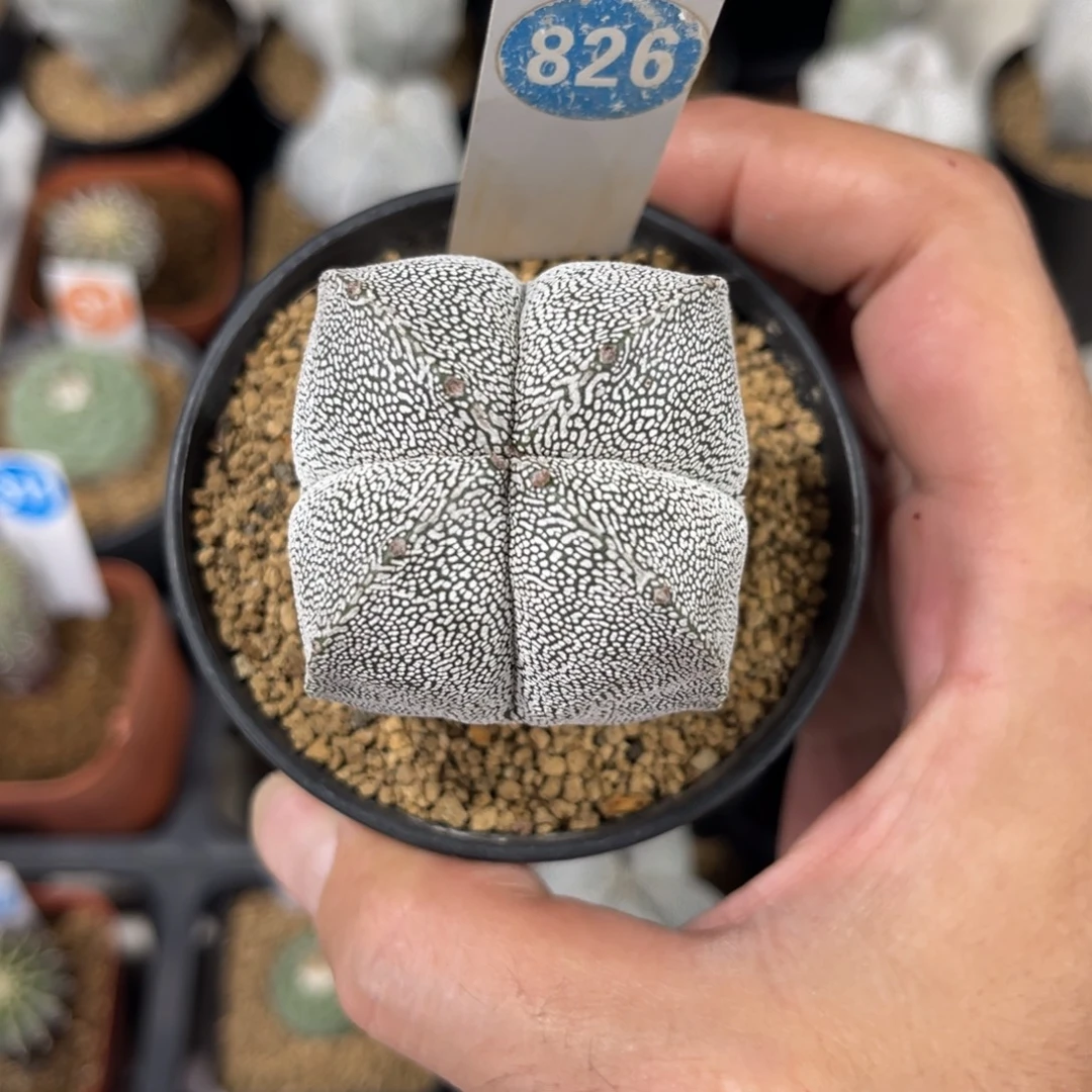 826实生四角恩冢鸾凤玉带盆带土