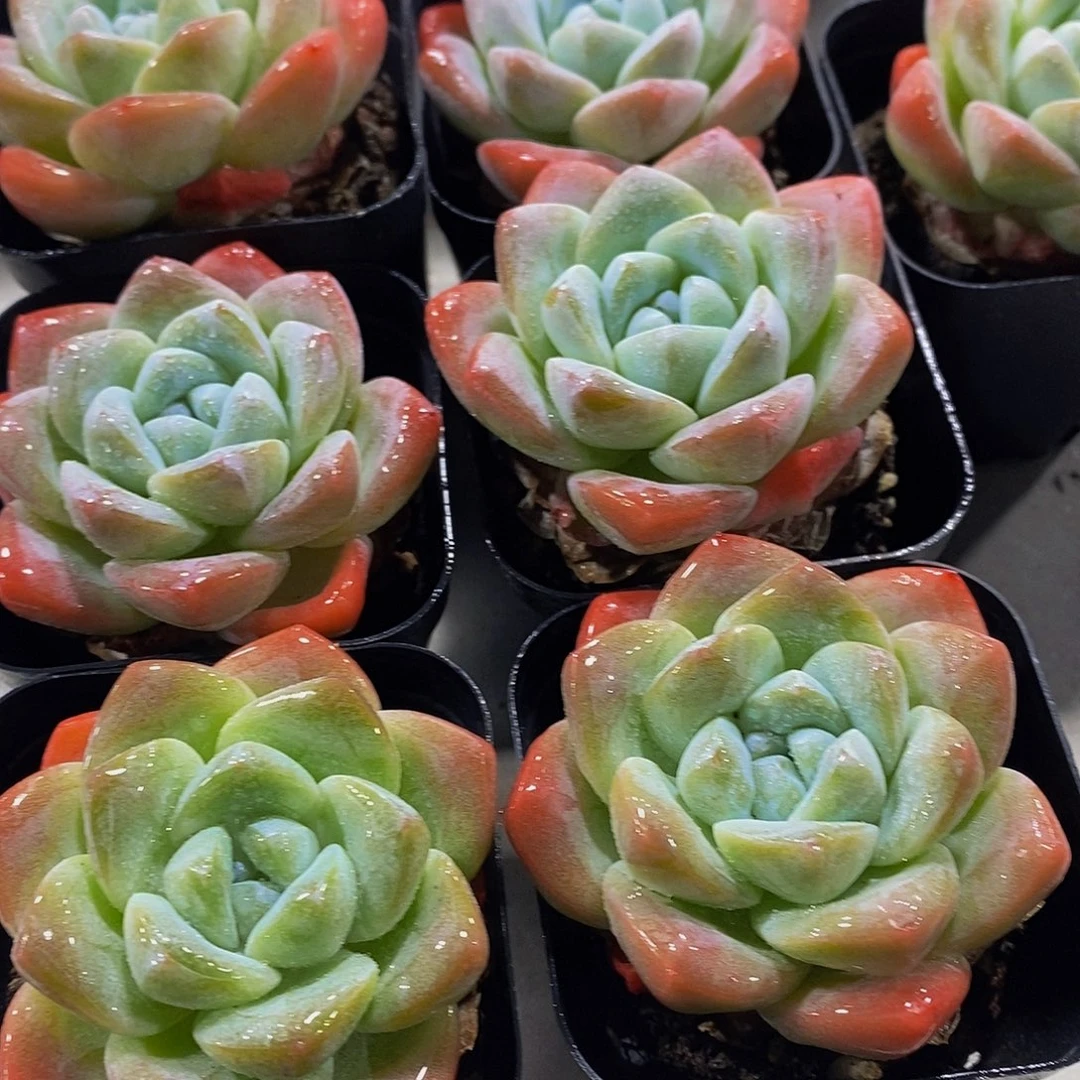36-Z精品奶油冰玉单头一个