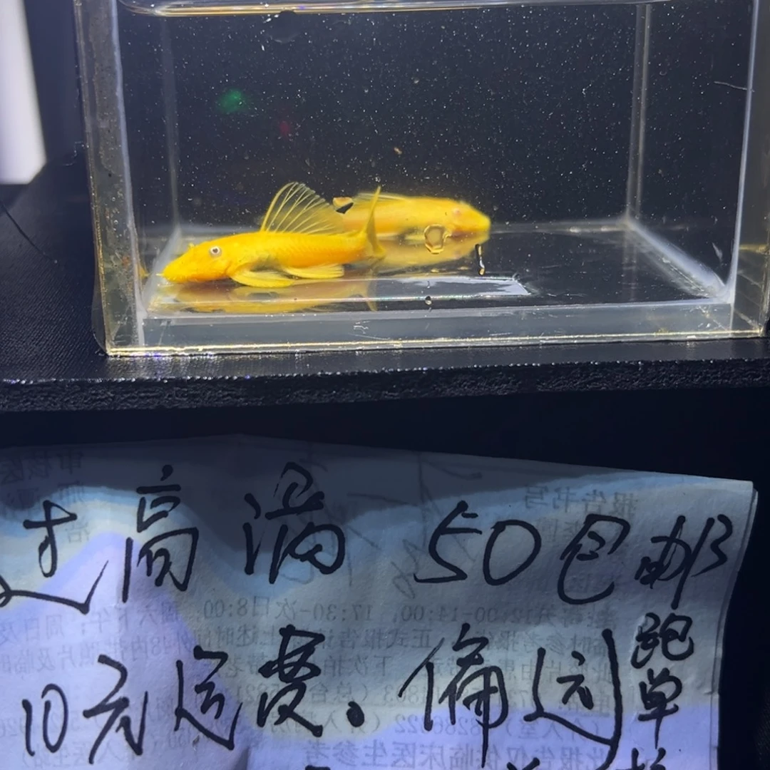 孔雀鱼胡子胡子胡子22