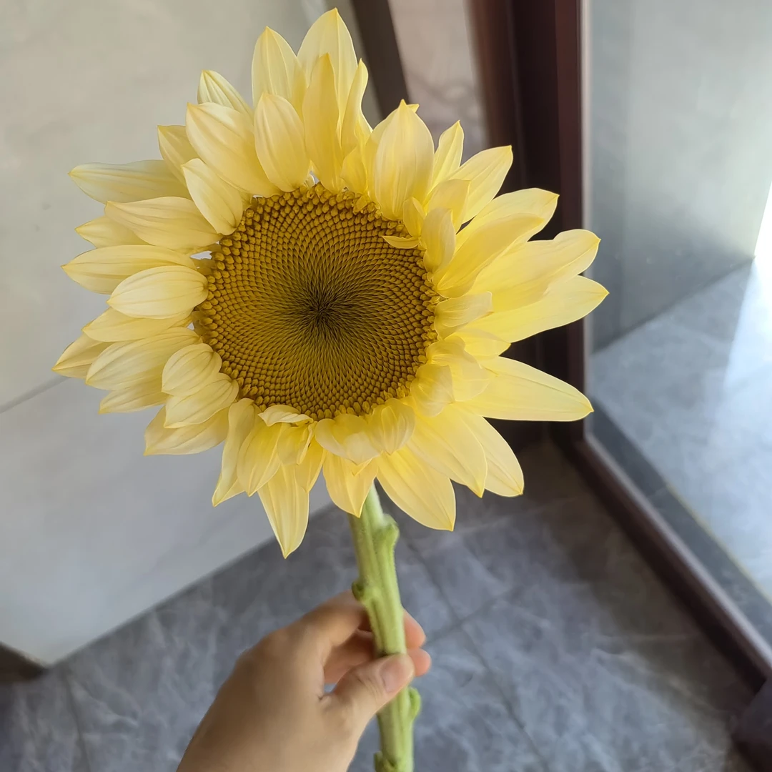 奶油向日葵 3 支