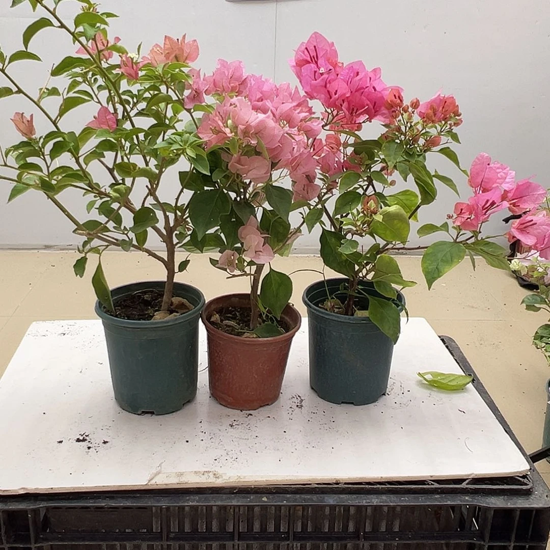 大部分花苞少量开放卡亚塔，暗斑丽人，橙粉公主组合
