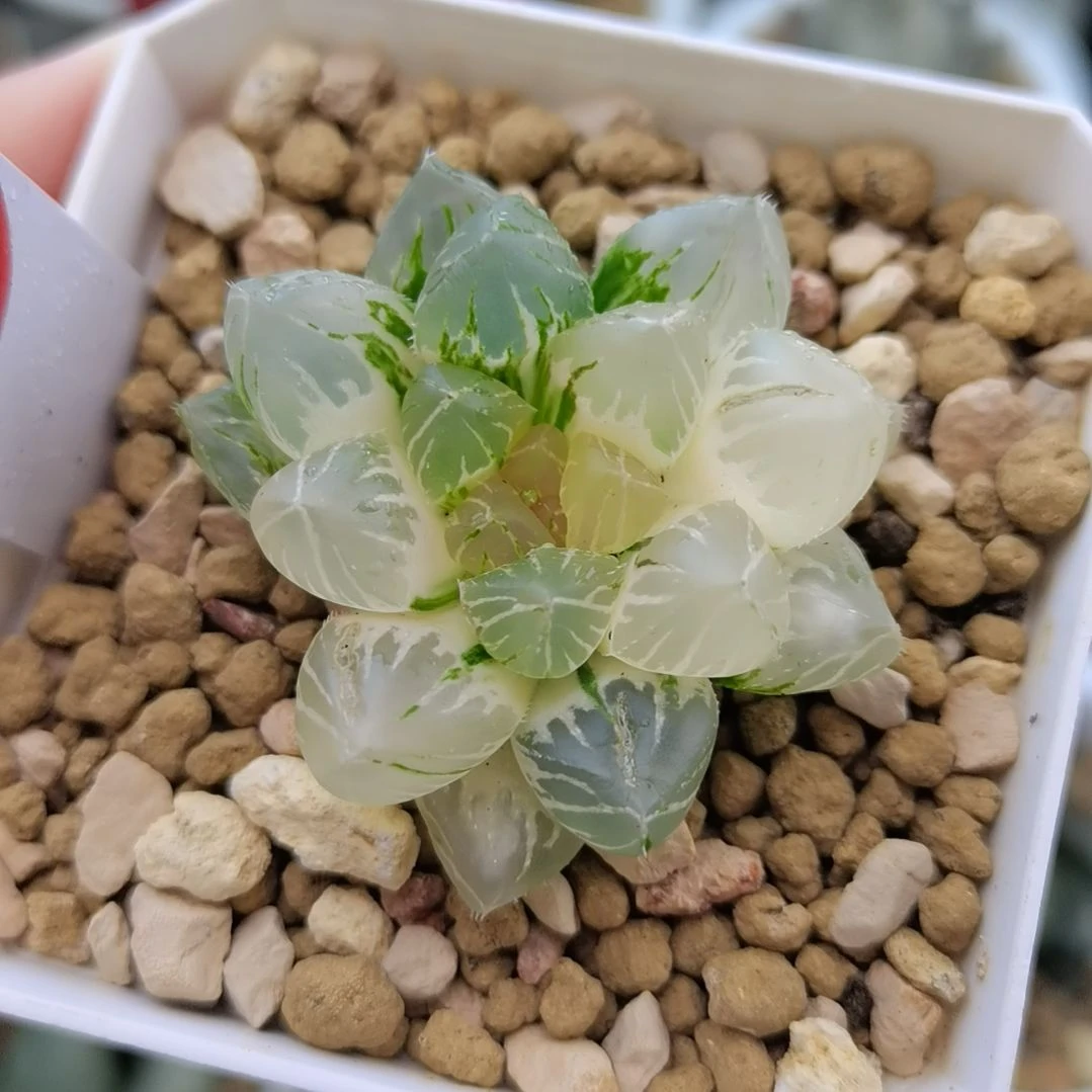 181号OM玉露锦一物一拍带盆土发货