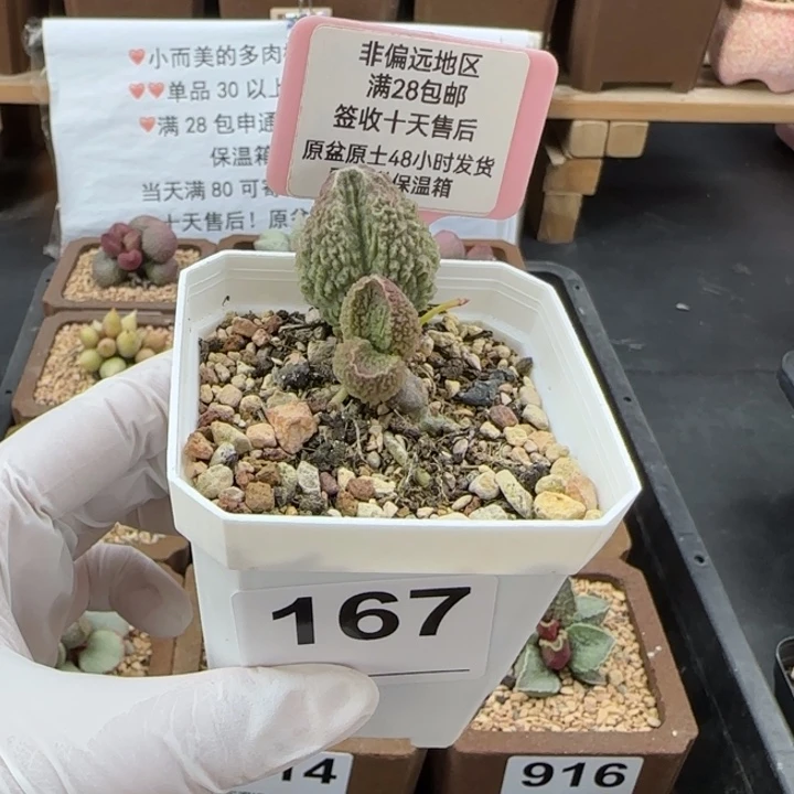 167胖伍多肉的植物