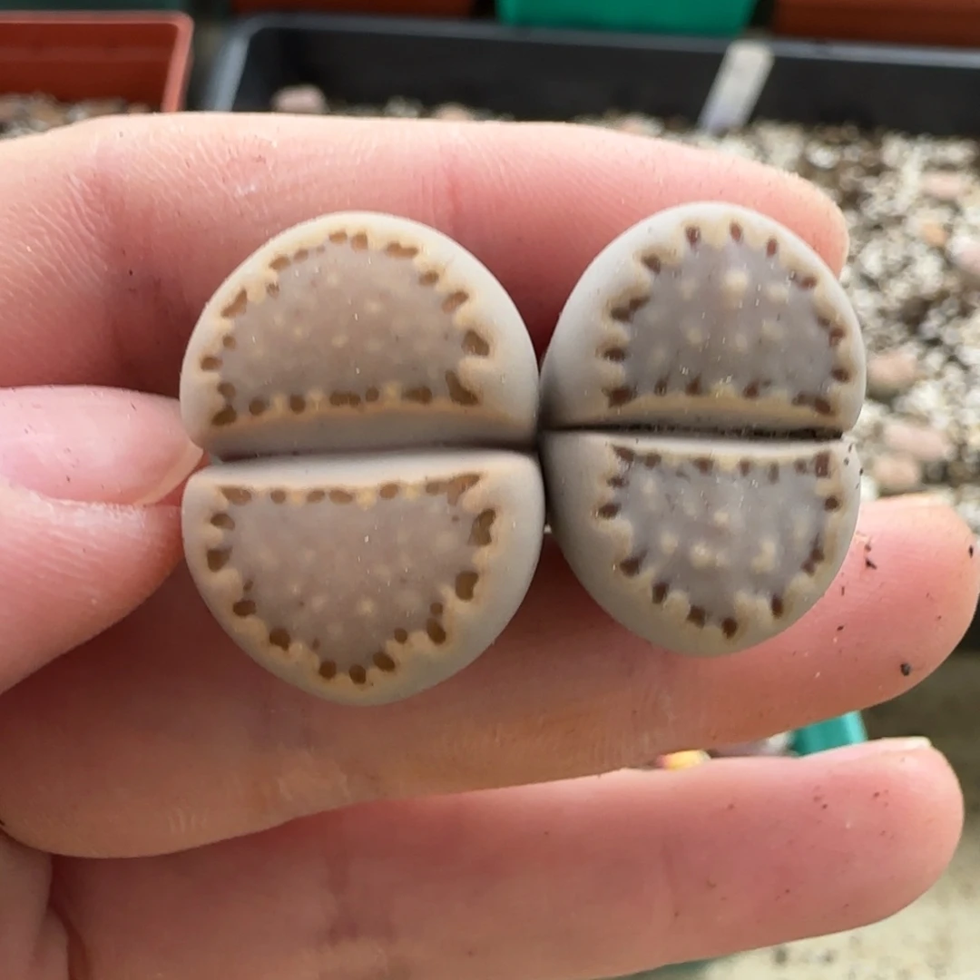 11.6。爱萌c24饼干生石花。8083