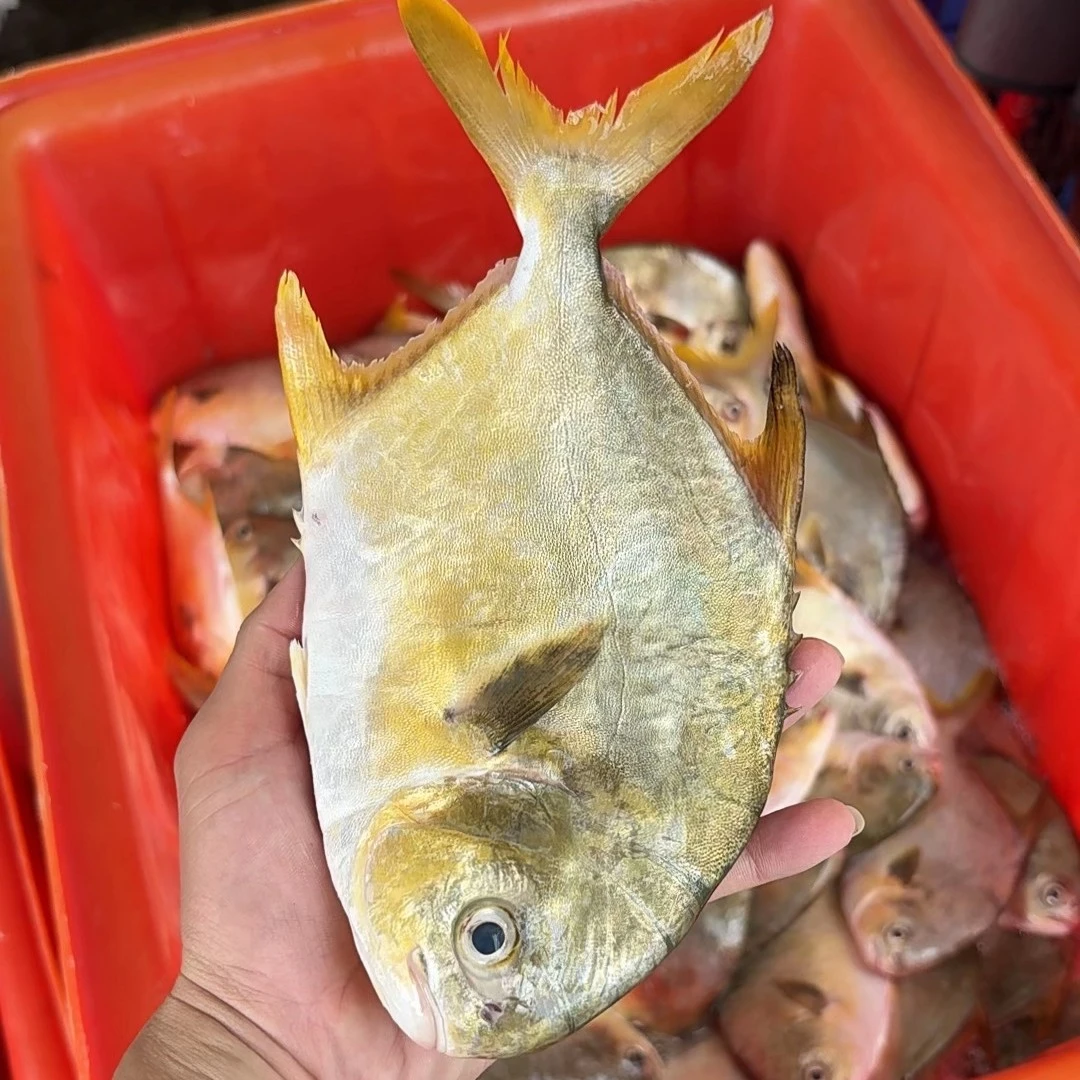 北海 野生  金鲳鱼