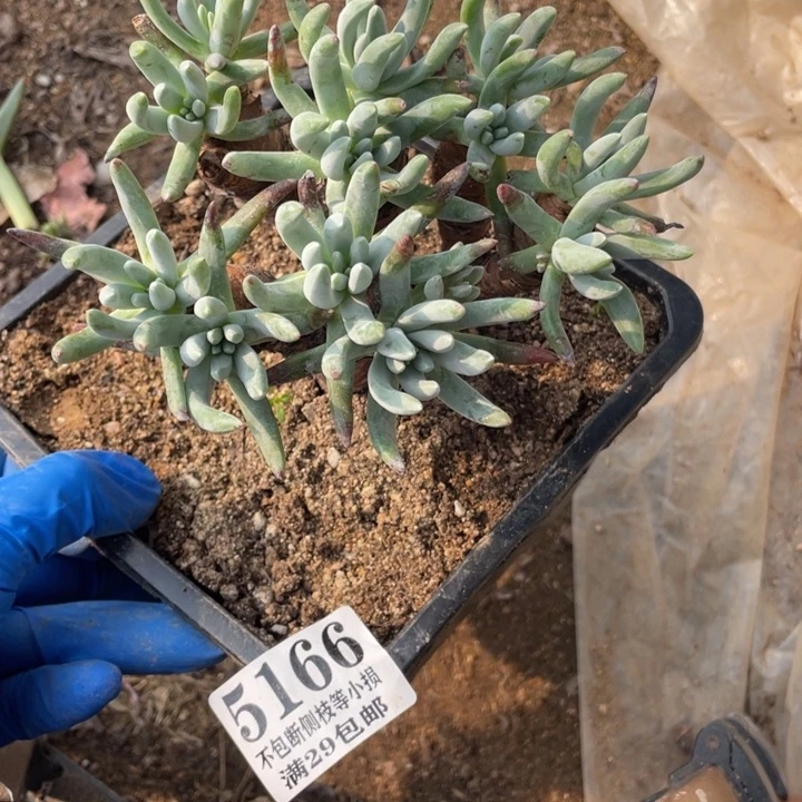 166号白鹭多肉植物