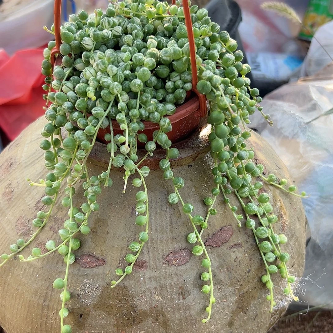 多肉植物佛珠锦带盆