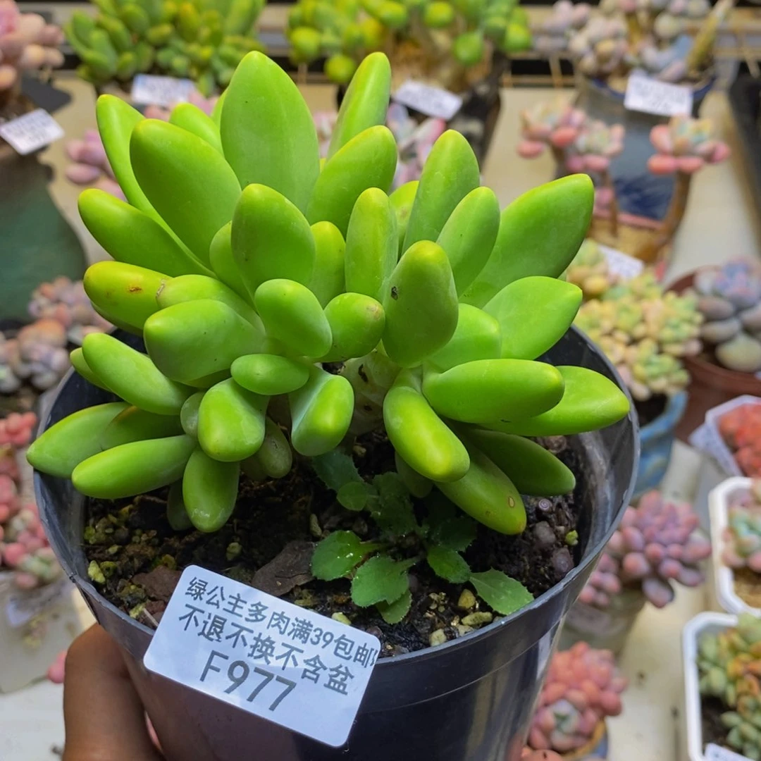977金蟾芒果奶多肉9cm