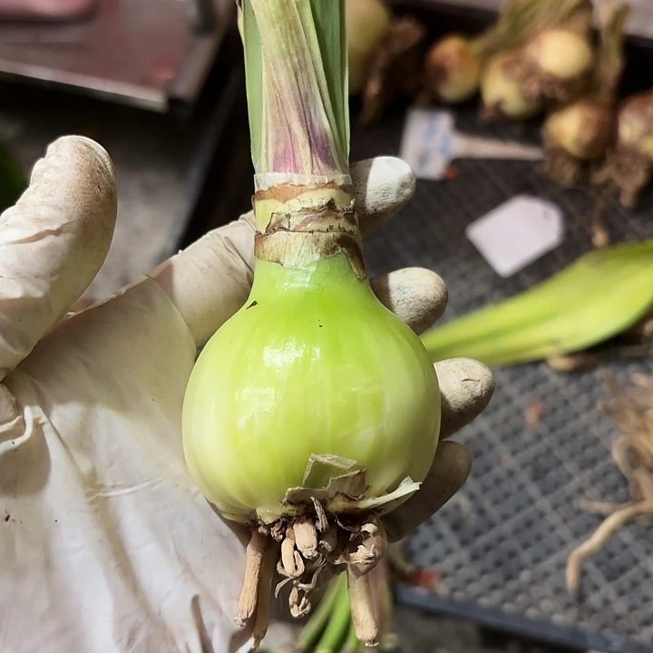 无花朵朱顶红孤宝1700主球5厘米