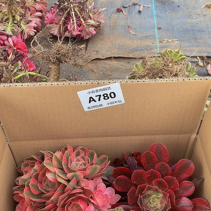 780，888888888888多肉