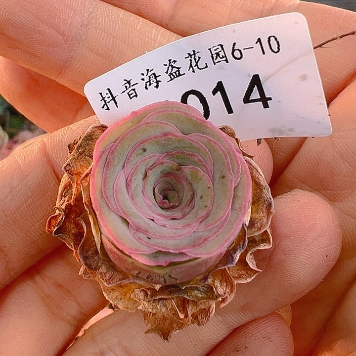 m****nC014。福袋。