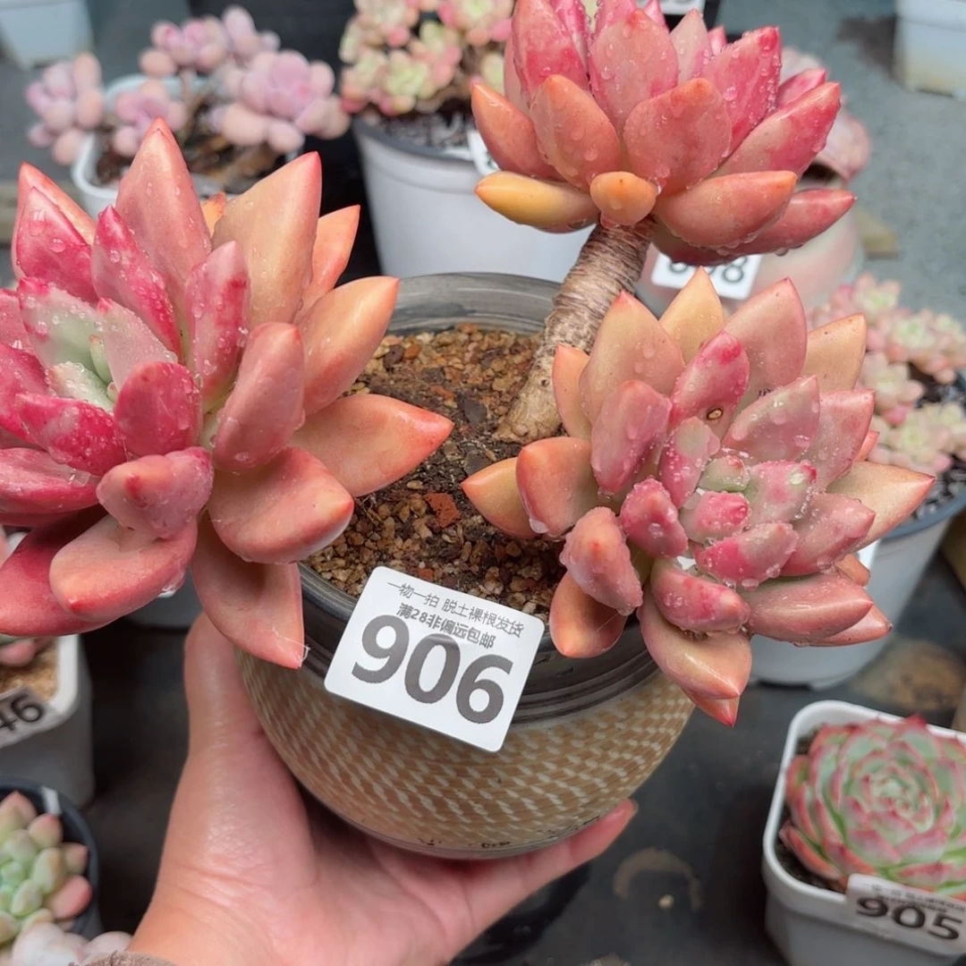 桃花源无盆土发货