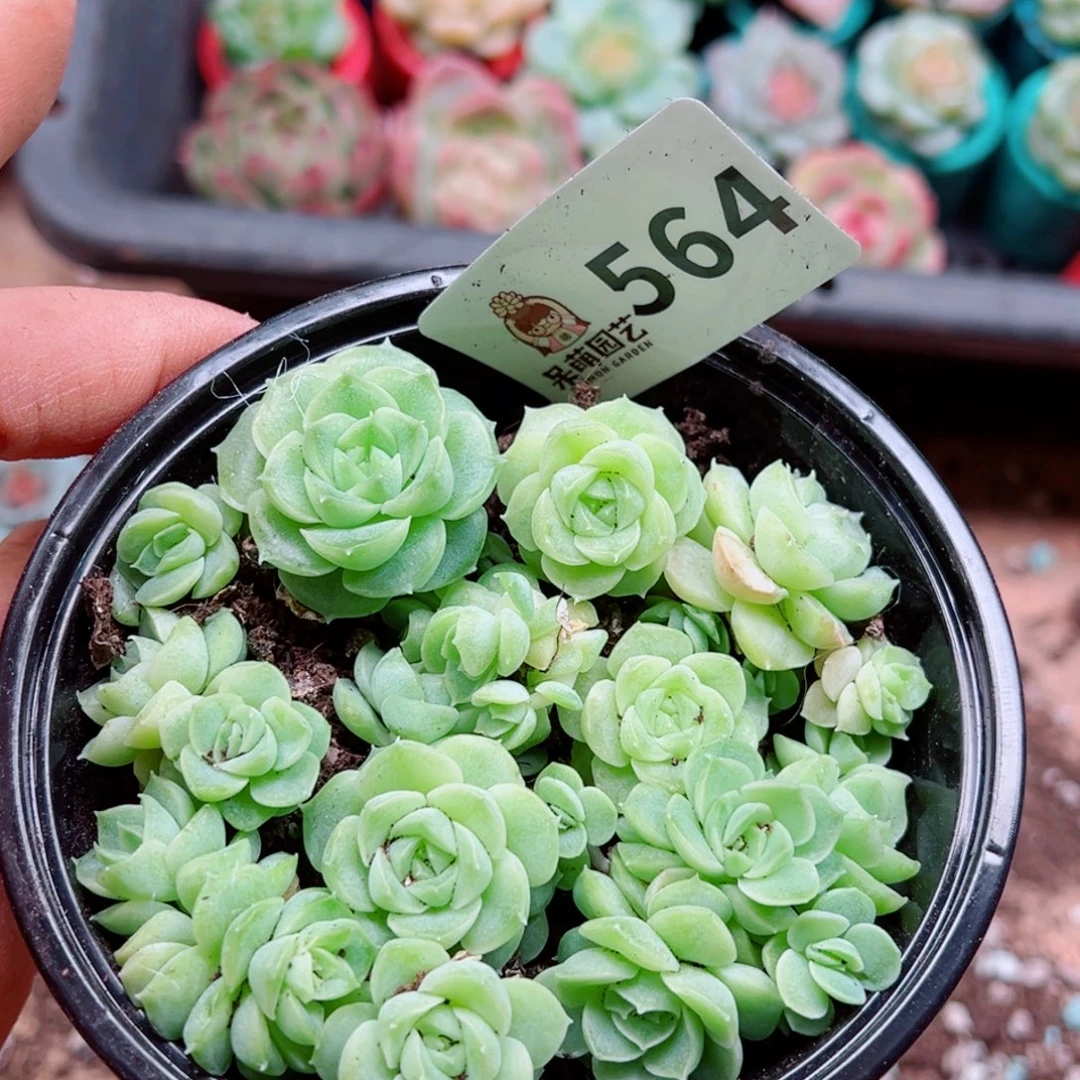 多肉植物多肉植物