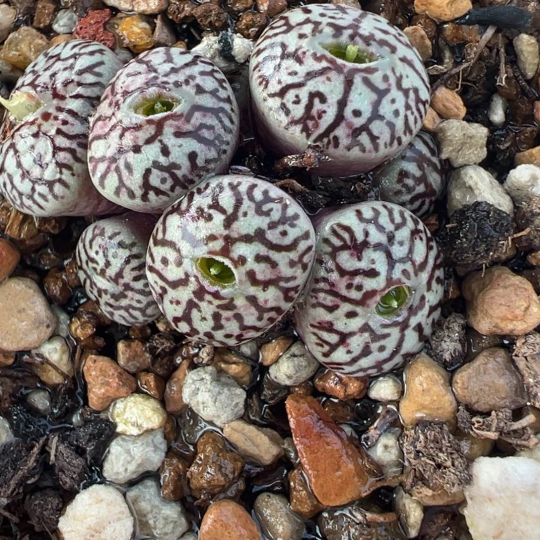 175多肉植物种类和