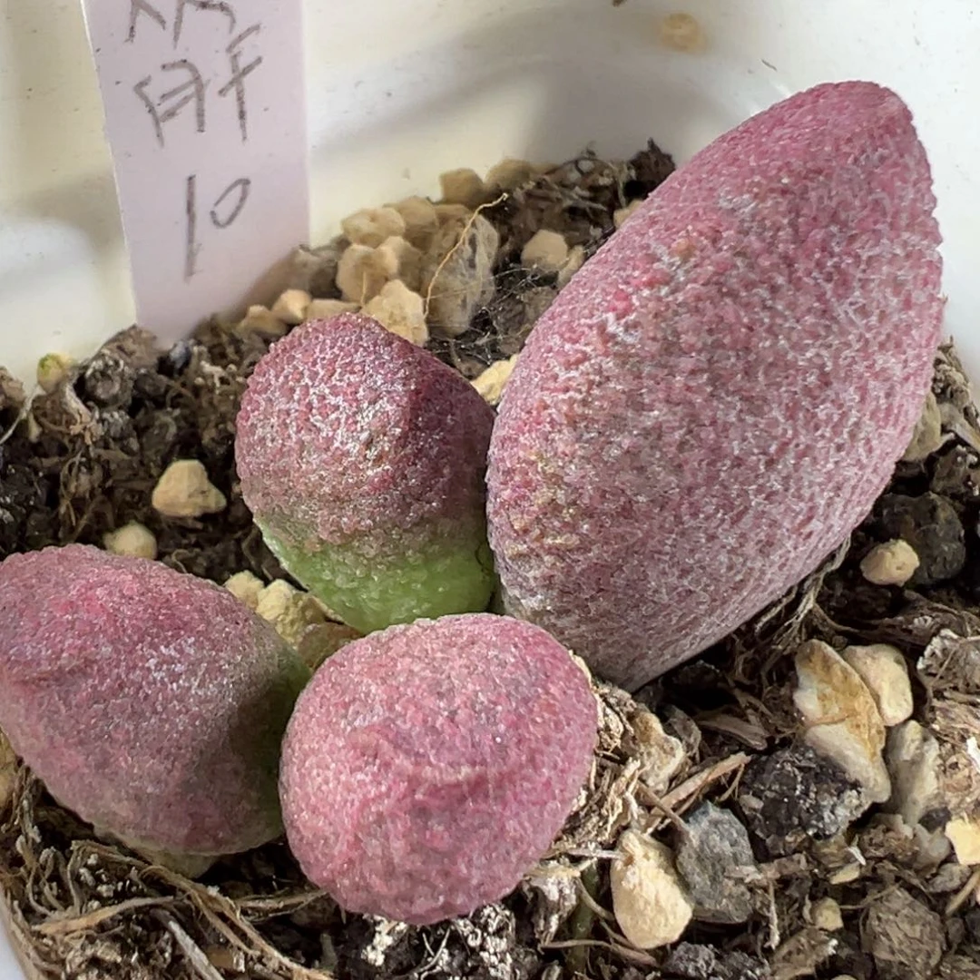 w赛猪肝多肉植物水泡