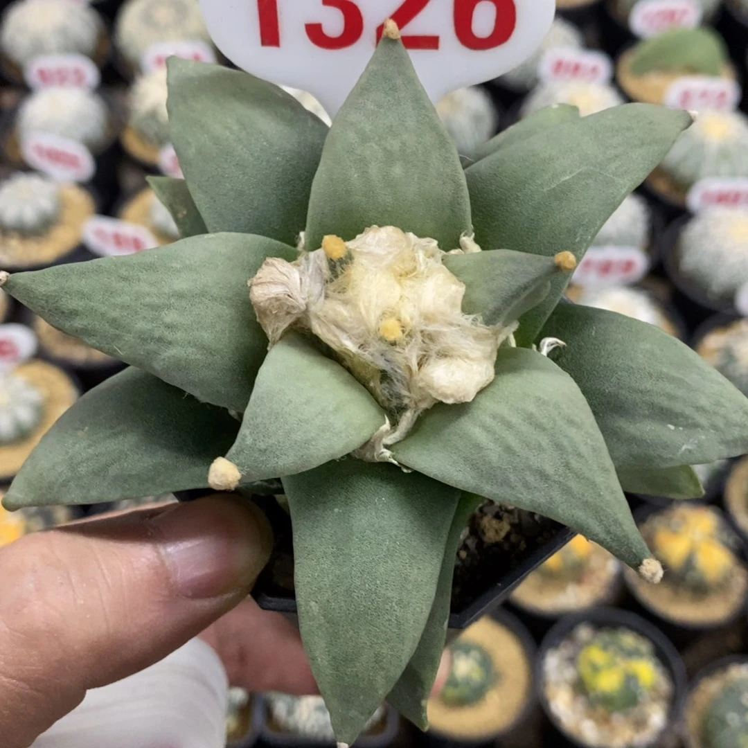 1326牡丹福利多多多