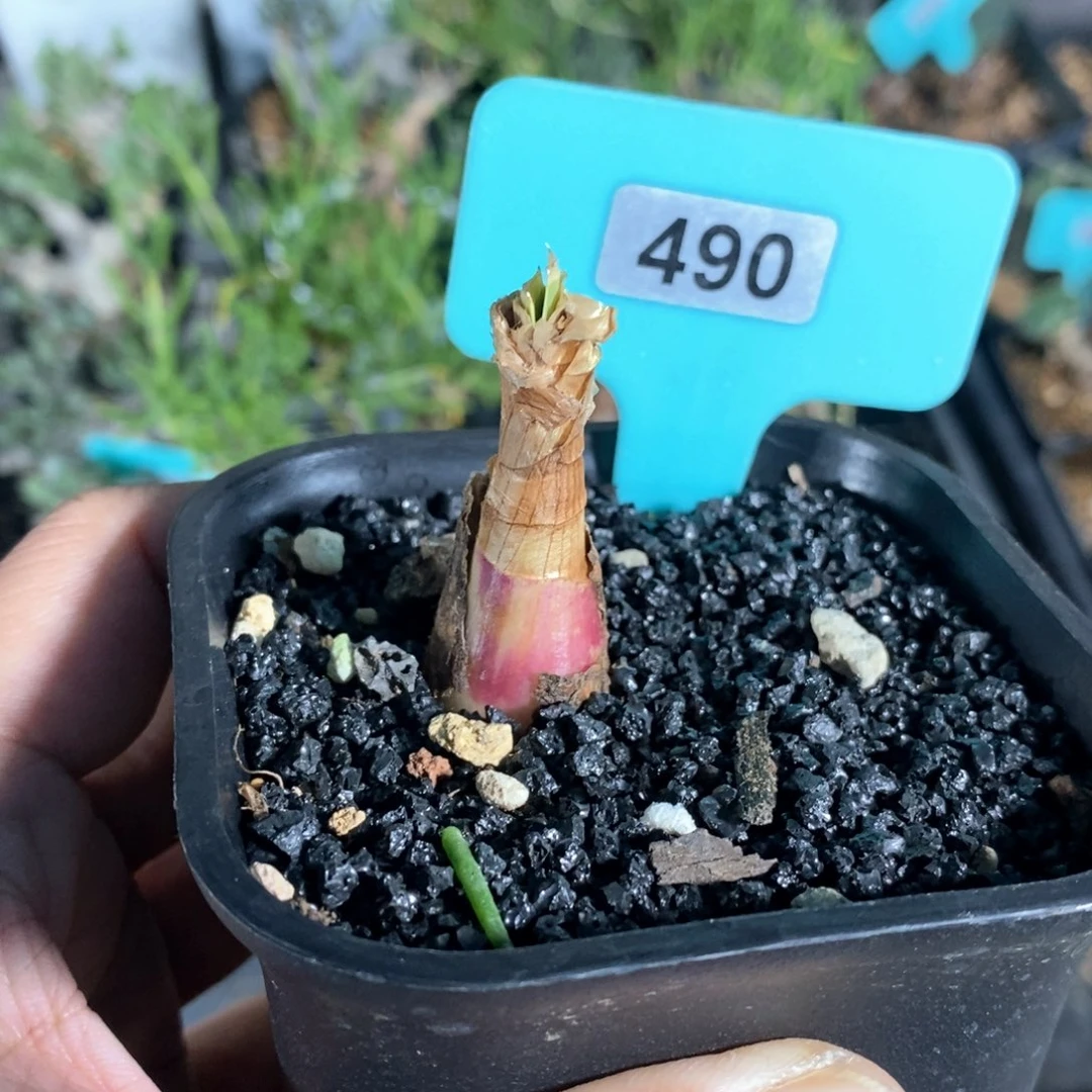 巨凤之卵多肉植物