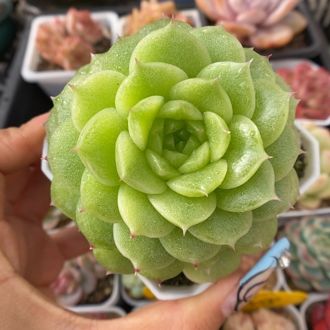 晶体麦秆724号。