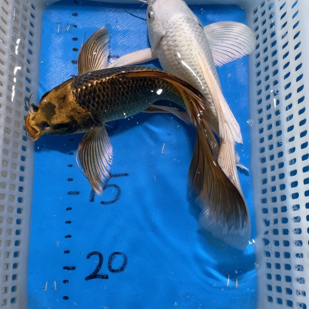 锦鲤锦鲤包邮包售后