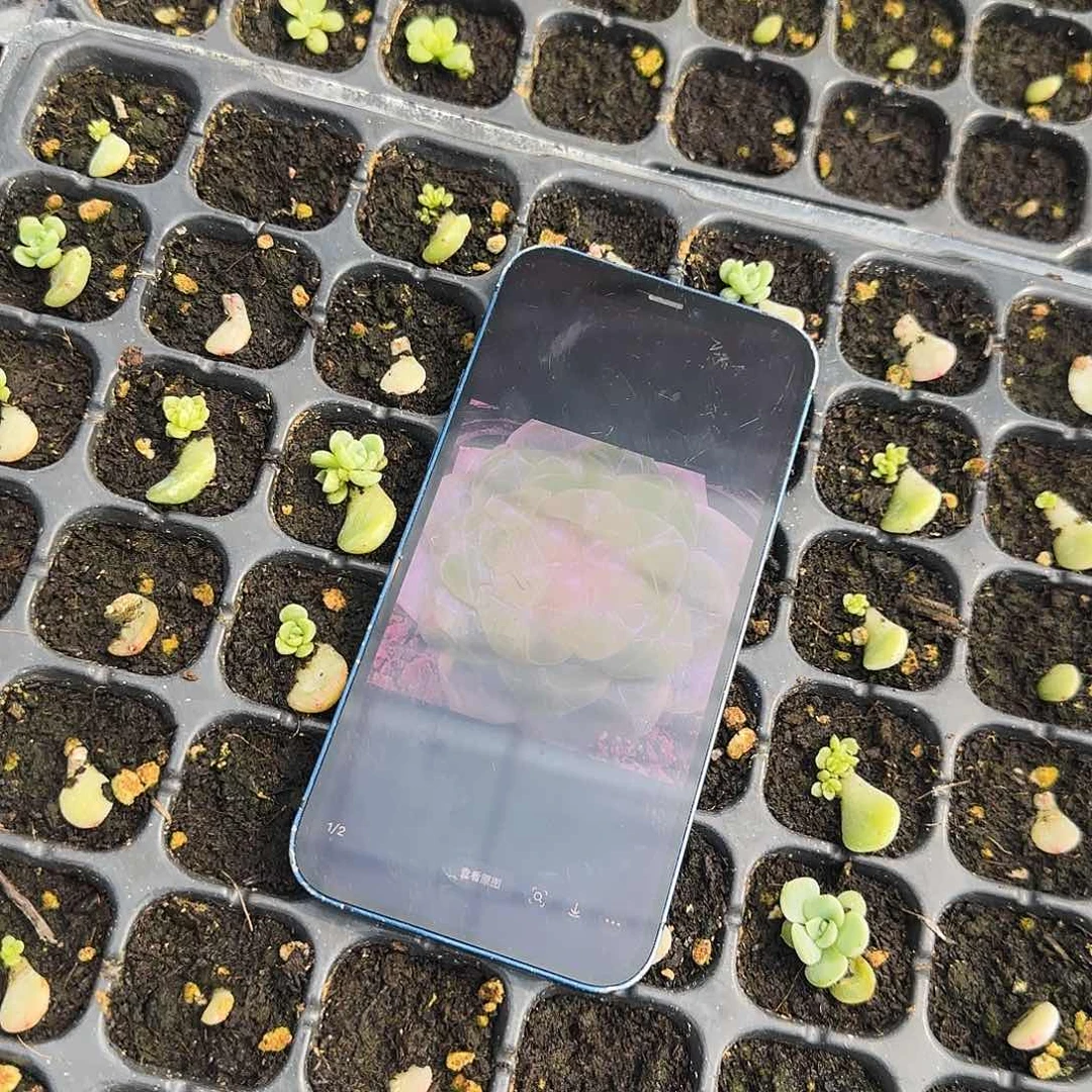 T460 芝麻一个满25包邮