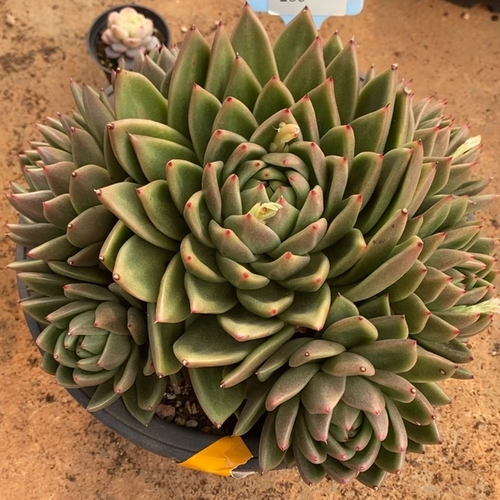 D286- 直播福利林肯捧花