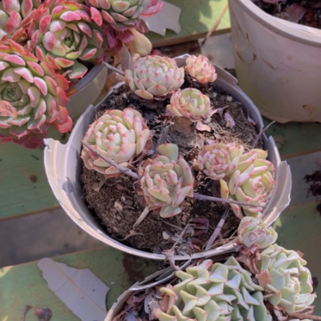 【闪购商品】Q*Y飞行少年多肉1941